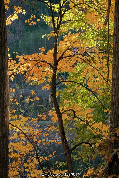  : Norway Maple - in autumn colour