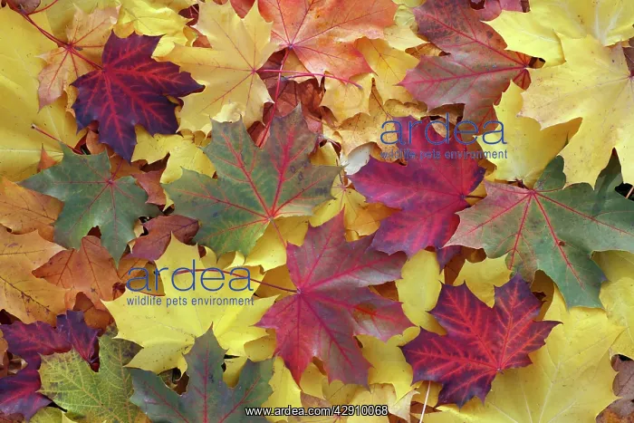 : Norway Maple - autumn coloured leaves on ground in park : Norway Maple - autumn coloured leaves on ground in park