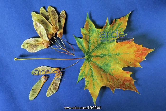: Norway Maple - autumn leaves and winged seeds : Norway Maple - autumn leaves and winged seeds