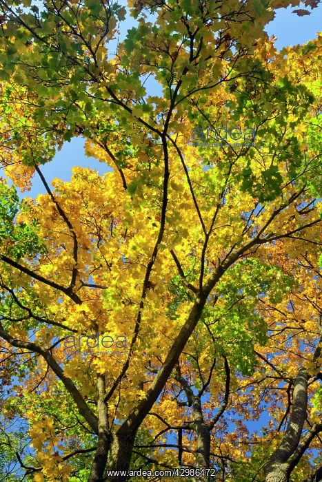 : Norway Maple - branches of tree in autumn colour : Norway Maple - branches of tree in autumn colour