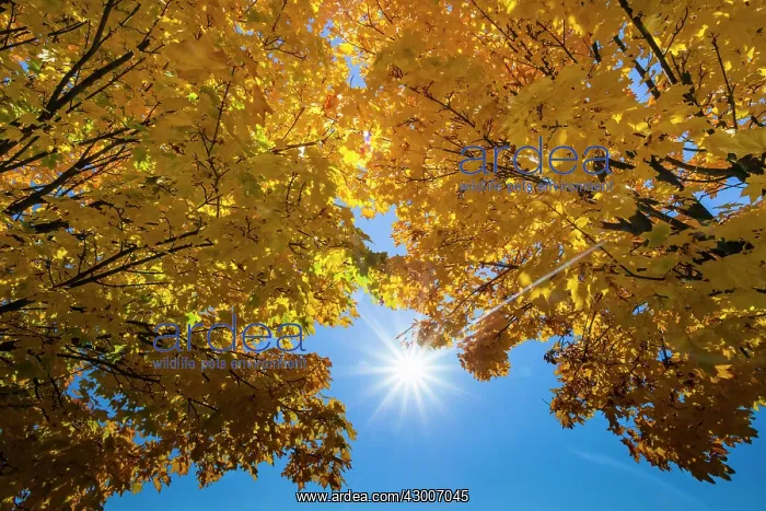 : Norway Maple, two crowns of trees in autumn colour : Norway Maple, two crowns of trees in autumn colour