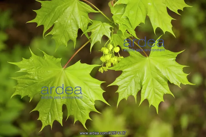 : Norway maple, in flower : Norway maple, in flower