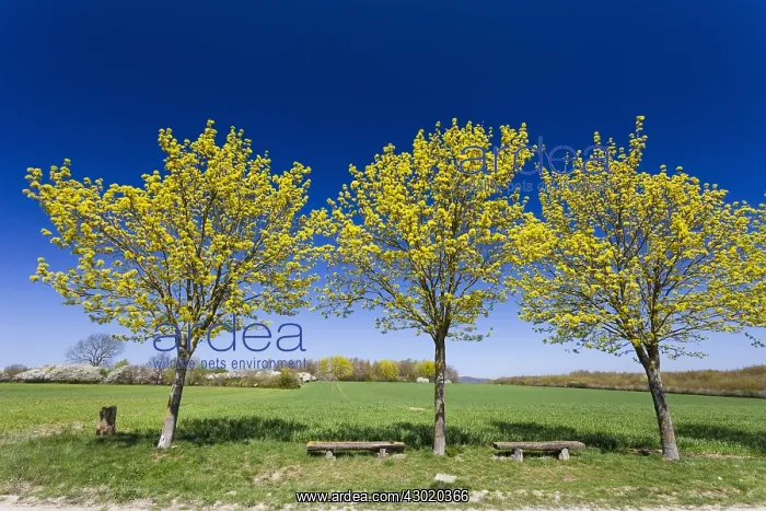 : Norway Maple - flowering young trees, North Hessen, Germany : Norway Maple - flowering young trees, North Hessen, Germany