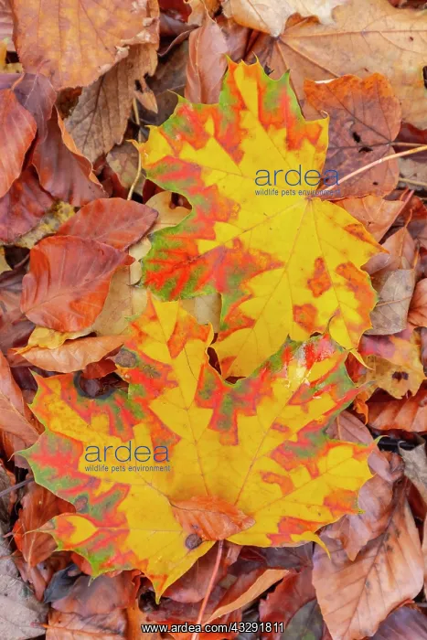 : Norway maple leaf - colourful norway maple leaves resting on : Norway maple leaf - colourful norway maple leaves resting on