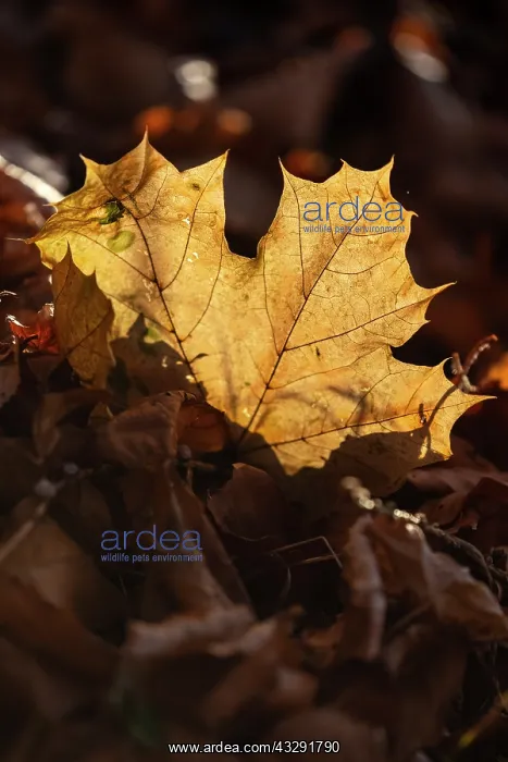  : Norway maple leaf - a single dead and withered leaf of norwa