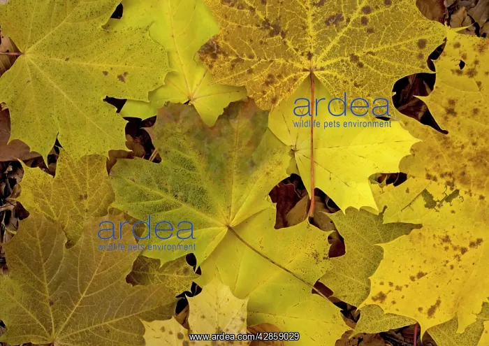 : Norway Maple leaves in autumn colour : Norway Maple leaves in autumn colour