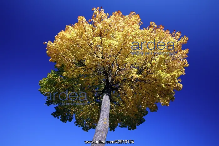 : Norway Maple Tree - autumn : Norway Maple Tree - autumn