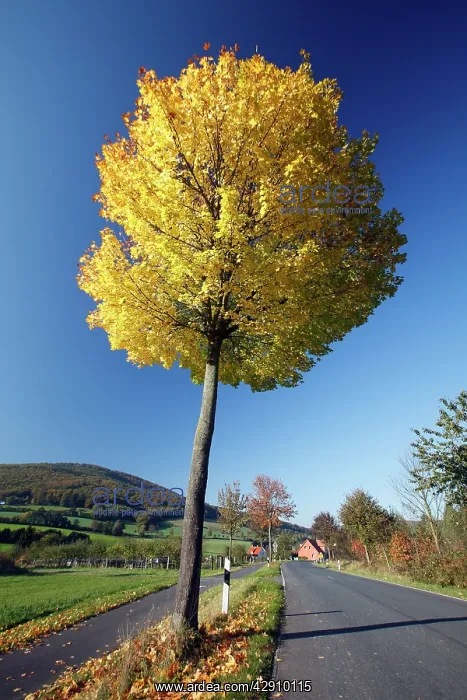 : Norway Maple Tree - autumn : Norway Maple Tree - autumn