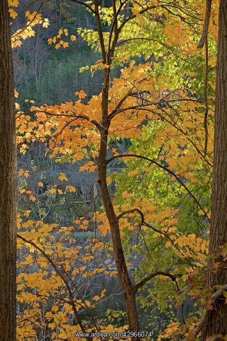 : Norway Maple Tree - in autumn colour by Delaware River : Norway Maple Tree - in autumn colour by Delaware River