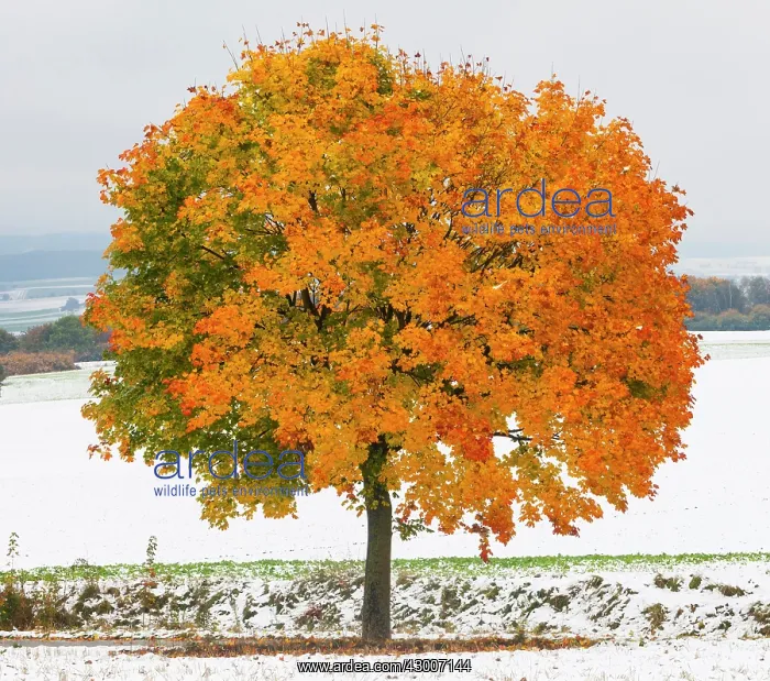 : Norway Maple, tree in autumn colour, surrounded