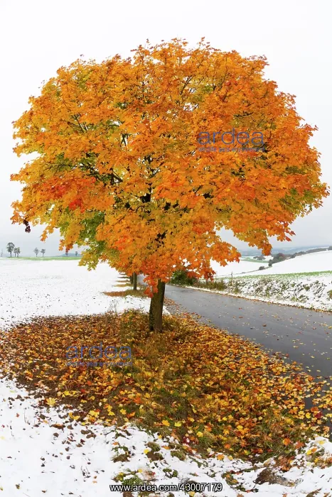 : Norway Maple, tree in autumn colour, surrounded : Norway Maple, tree in autumn colour, surrounded