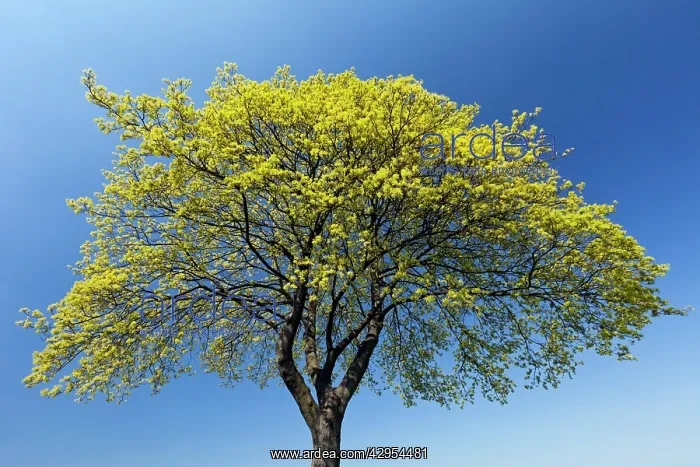 : Norway Maple Tree - blossoming : Norway Maple Tree - blossoming
