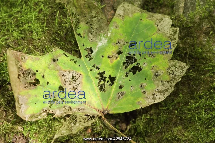 : Norway maple - Veins of the leaf : Norway maple - Veins of the leaf