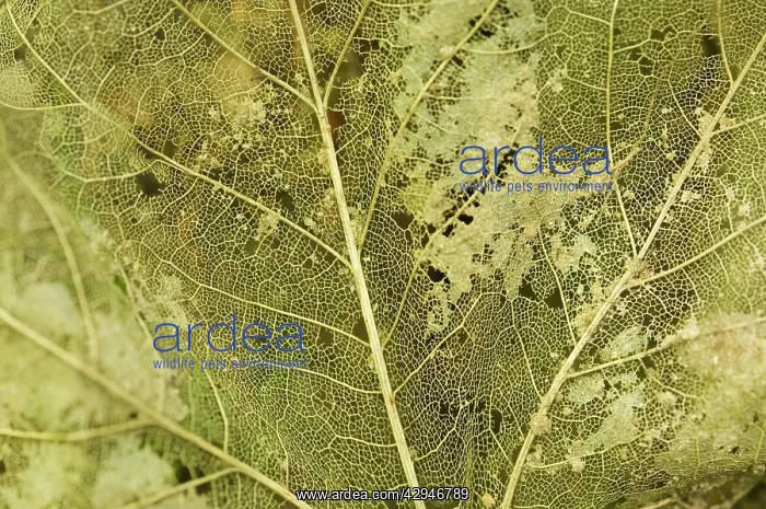 : Norway maple - Veins of the leaf : Norway maple - Veins of the leaf
