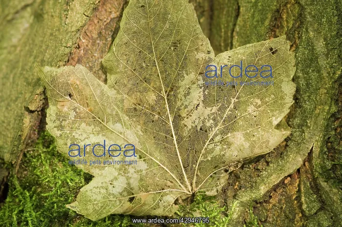 : Norway maple - Veins of the leaf : Norway maple - Veins of the leaf