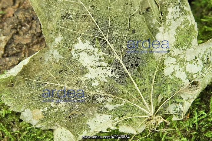 : Norway maple - Veins of the leaf : Norway maple - Veins of the leaf