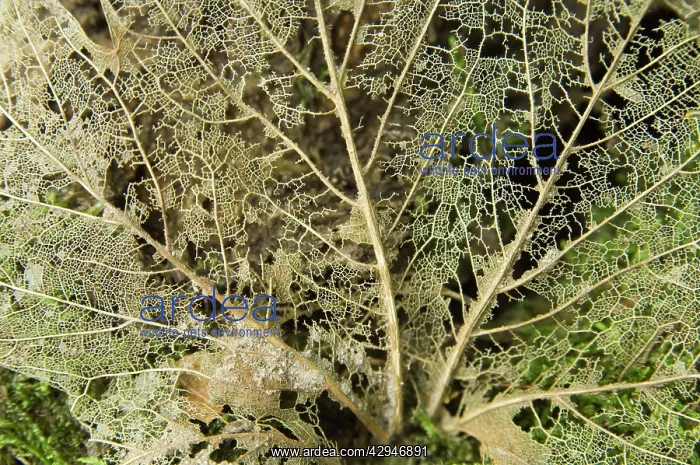 : Norway maple - Veins of the leaf : Norway maple - Veins of the leaf