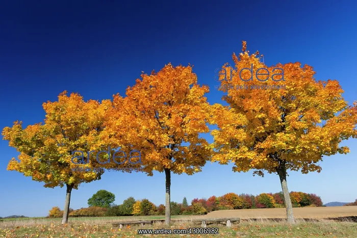  : Norway Maple; three young trees in autumn color