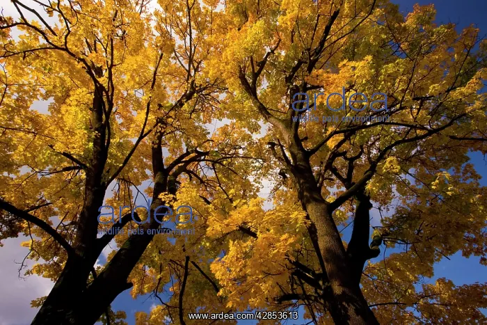 : Norway maples : Norway maples