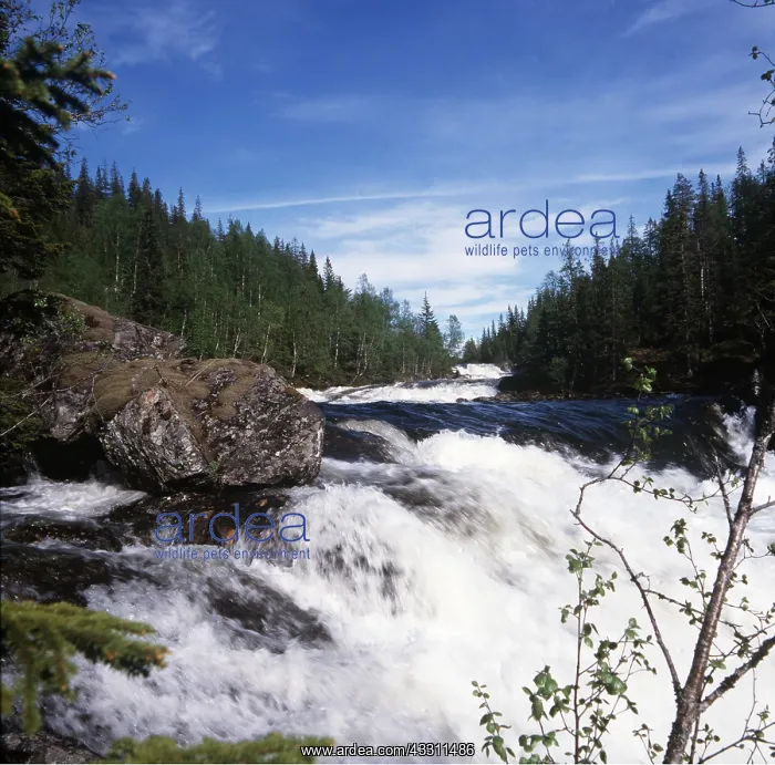 : NORWAY - Namsen River : NORWAY - Namsen River