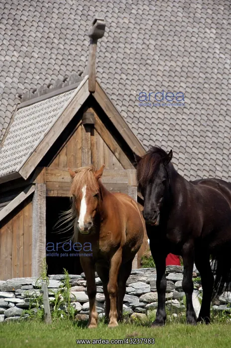 : Norway, Nordland, Lofoten Archipelago, Borgelva : Norway, Nordland, Lofoten Archipelago, Borgelva