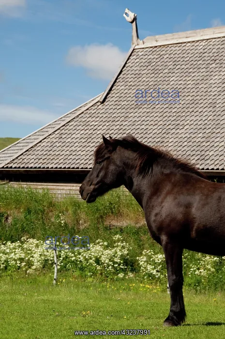 : Norway, Nordland, Lofoten Archipelago, Borgelva : Norway, Nordland, Lofoten Archipelago, Borgelva
