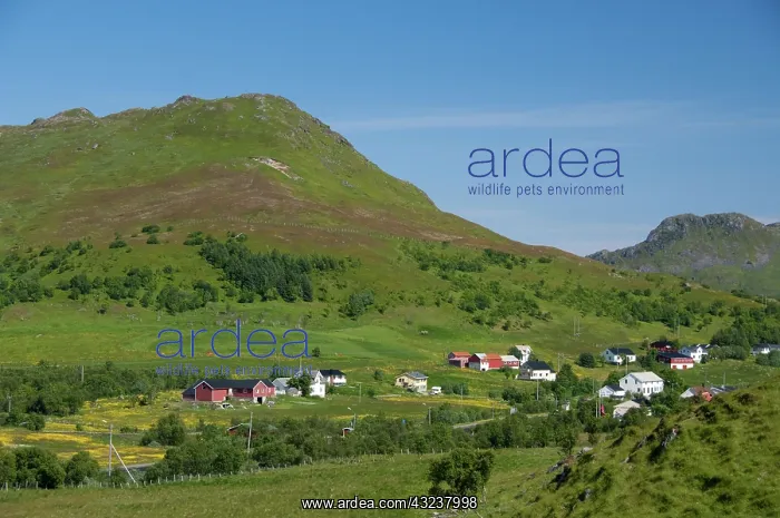 : Norway, Nordland, Lofoten Archipelago, Borgelva : Norway, Nordland, Lofoten Archipelago, Borgelva