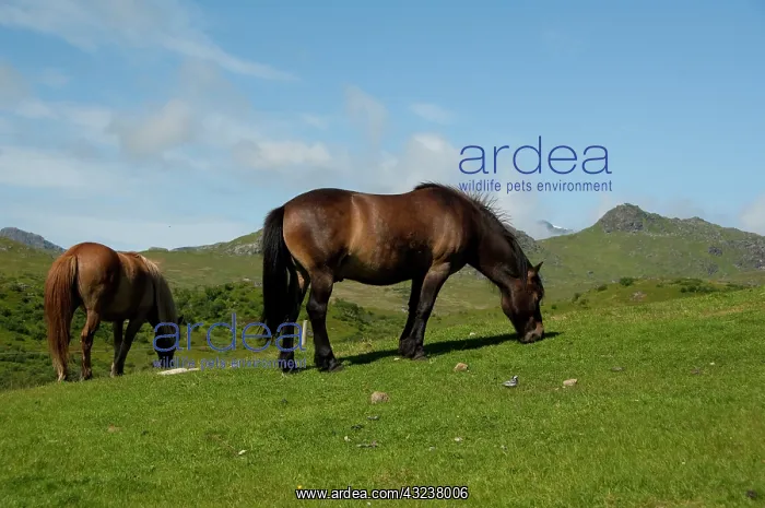 : Norway, Nordland, Lofoten Archipelago, Borgelva : Norway, Nordland, Lofoten Archipelago, Borgelva