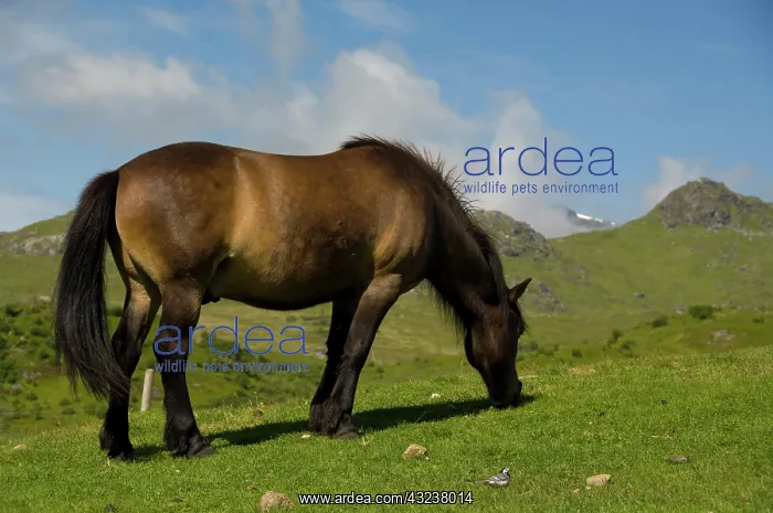 : Norway, Nordland, Lofoten Archipelago, Borgelva : Norway, Nordland, Lofoten Archipelago, Borgelva