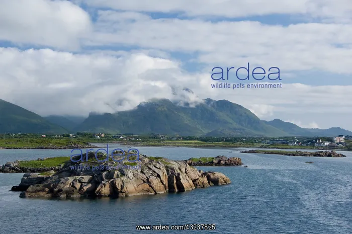 : Norway, Nordland, Lofoten Archipelago, Gravdal : Norway, Nordland, Lofoten Archipelago, Gravdal