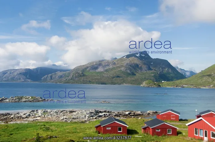 : Norway, Nordland, Lofoten Archipelago, Gravdal : Norway, Nordland, Lofoten Archipelago, Gravdal