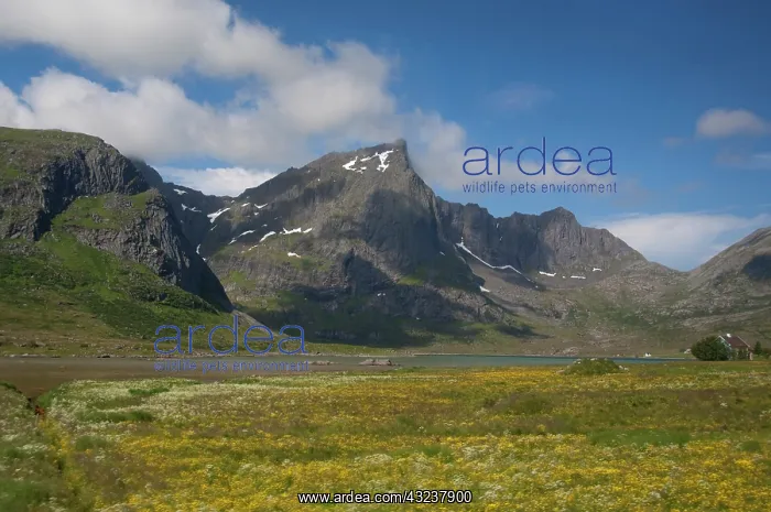 : Norway, Nordland, Lofoten Archipelago, Gravdal : Norway, Nordland, Lofoten Archipelago, Gravdal