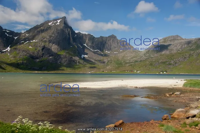: Norway, Nordland, Lofoten Archipelago, Gravdal : Norway, Nordland, Lofoten Archipelago, Gravdal