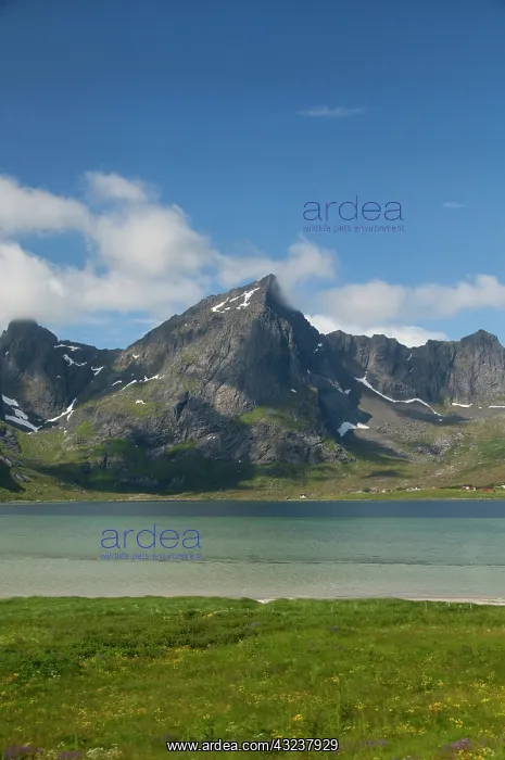 : Norway, Nordland, Lofoten Archipelago, Gravdal : Norway, Nordland, Lofoten Archipelago, Gravdal