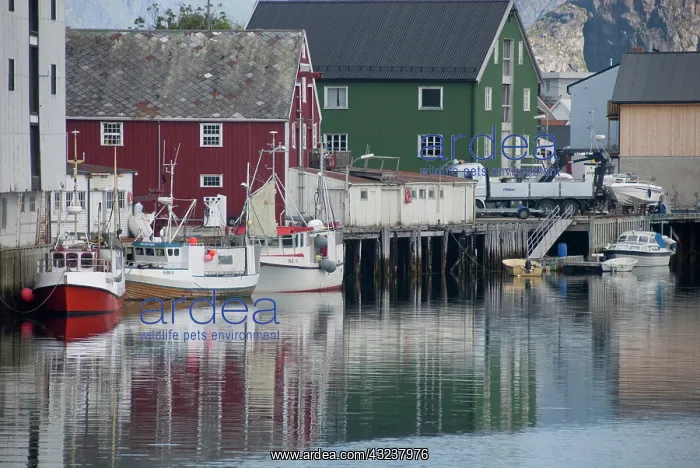 : Norway, Nordland, Lofoten Archipelago, Mount : Norway, Nordland, Lofoten Archipelago, Mount