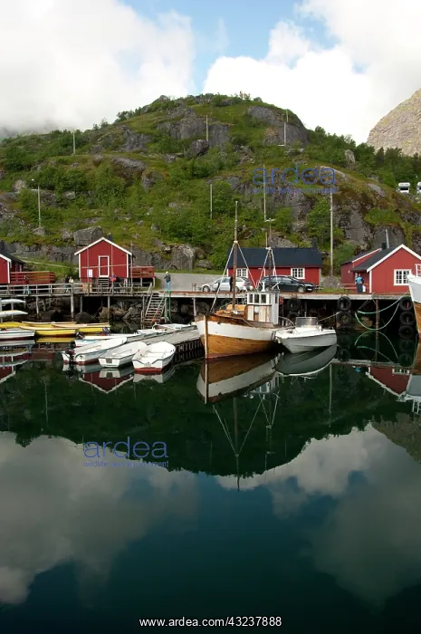 : Norway, Nordland, Lofoten Archipelago, Nusfjord : Norway, Nordland, Lofoten Archipelago, Nusfjord