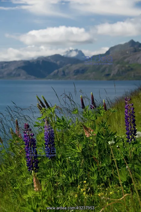: Norway, Nordland, Lofoten Archipelago. Summer : Norway, Nordland, Lofoten Archipelago. Summer