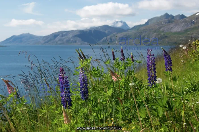 : Norway, Nordland, Lofoten Archipelago. Summer : Norway, Nordland, Lofoten Archipelago. Summer