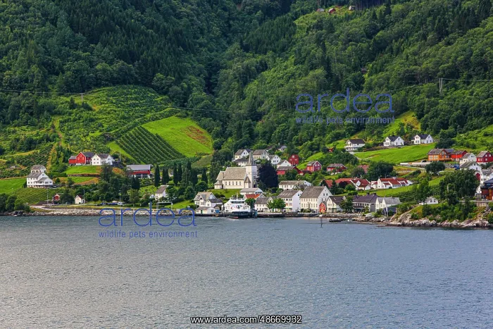 : Norway, Norwegian Fjords. Seaside village, church, red barns : Norway, Norwegian Fjords. Seaside village, church, red barns