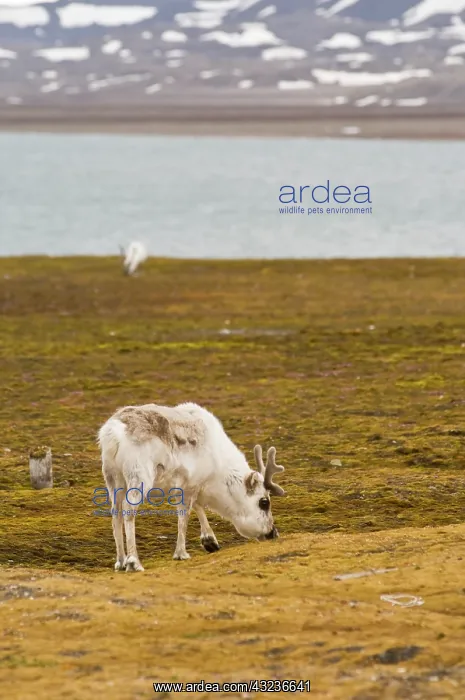 : Norway. Reindeer at Ny Alesund Svalbard : Norway. Reindeer at Ny Alesund Svalbard