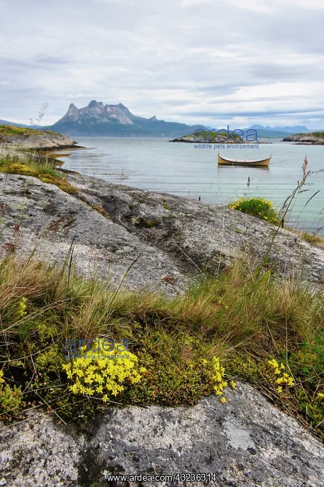 : Norway. Rock slab with Sedum sp. and traditional : Norway. Rock slab with Sedum sp. and traditional