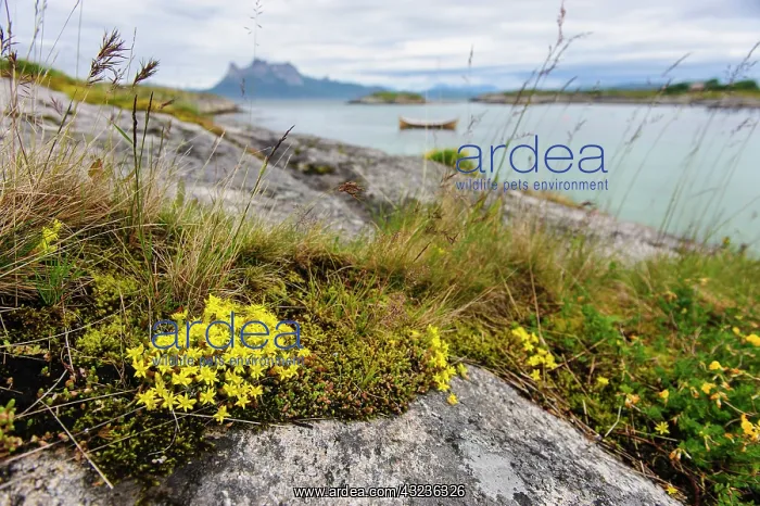 : Norway. Rock slab with Sedum sp. and traditional : Norway. Rock slab with Sedum sp. and traditional