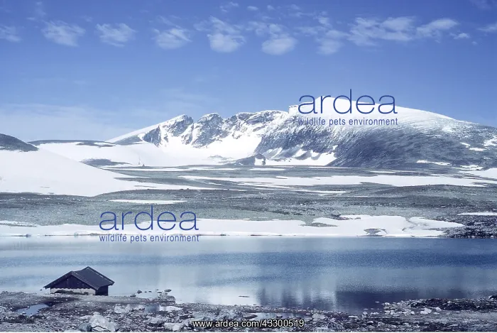 : NORWAY, Snohetta - from Snoheim Dovrefjell National Park : NORWAY, Snohetta - from Snoheim Dovrefjell National Park