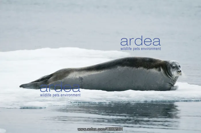 : Norway, Spitsbergen. Bearded seal (Erignathus : Norway, Spitsbergen. Bearded seal (Erignathus