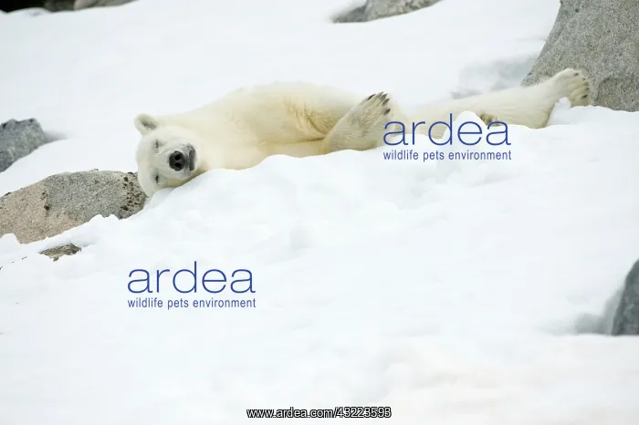 : Norway, Spitsbergen, Fuglefjorden. Adult : Norway, Spitsbergen, Fuglefjorden. Adult