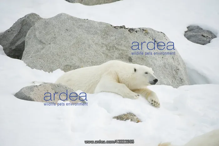 : Norway, Spitsbergen, Fuglefjorden. Adult : Norway, Spitsbergen, Fuglefjorden. Adult