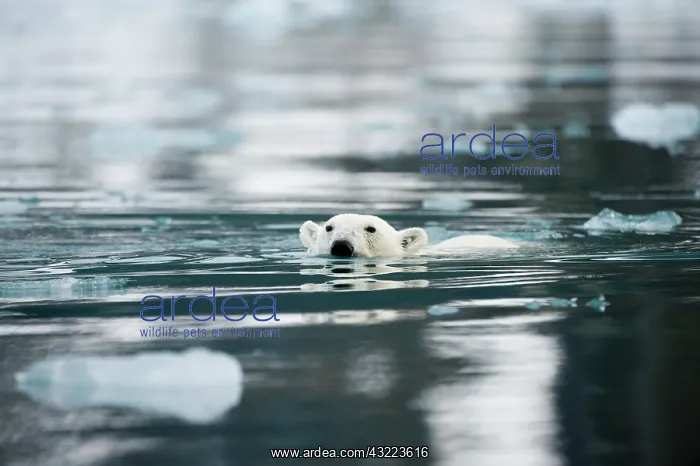 : Norway, Spitsbergen, Fuglefjorden. Adult : Norway, Spitsbergen, Fuglefjorden. Adult