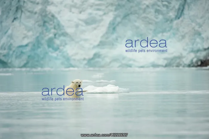 : Norway, Spitsbergen, Fuglefjorden. Adult : Norway, Spitsbergen, Fuglefjorden. Adult