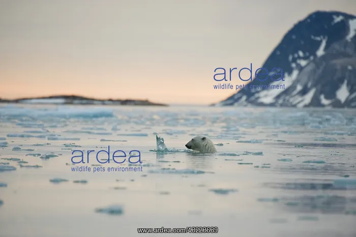 : Norway, Spitsbergen, Fuglefjorden. Adult : Norway, Spitsbergen, Fuglefjorden. Adult