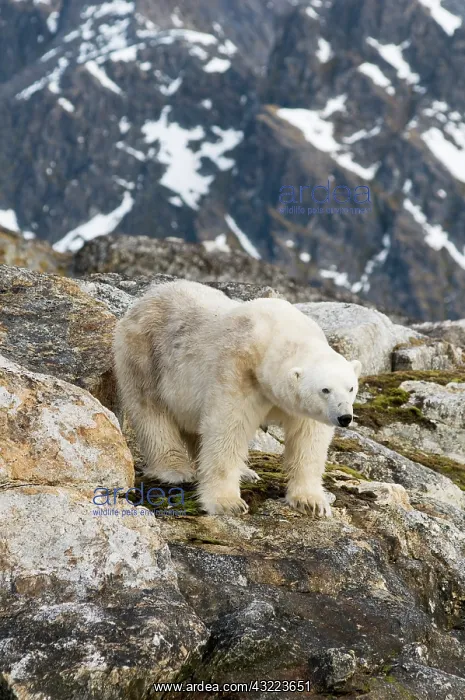 : Norway, Spitsbergen, Fuglefjorden. Polar : Norway, Spitsbergen, Fuglefjorden. Polar